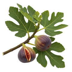 Fresh figs on a branch with green leaves