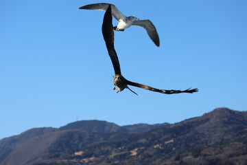 A black kite and a black-headed gull flying in the blue sky