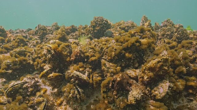 Colonial form of cyanobacteria (blue-green algae) covering mussels on rock reef sway in waters current. Coastal waters ecosystem. Underwater scene with microalgae colony covers shells of molluscs