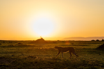 Silhouette of a cheetah during early morning golden sunrise hunting with termite mounds in the background in Maasia Mara Kenya Africa © Ashwin