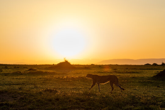 Silhouette of a cheetah during early morning golden sunrise hunting with termite mounds in the background in Maasia Mara Kenya Africa