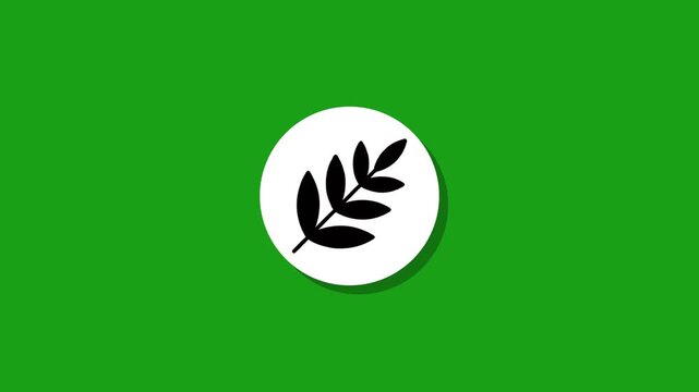Minimalist olive branch leaf icon animation on white circular element with green screen background motion graphics