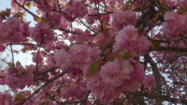Panorama of the deep-pink inflorescences of a Japanese cherry tree in full bloom, the double flowers of Cerasus Sato-zakura, Prunus Kanzan, close-up, view from below