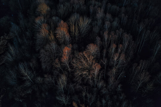 Aerial top-down view of a dense forest canopy with leafless trees and patches of warm autumn foliage, creating a dark, moody natural pattern with strong contrast and texture.  - Powered by Adobe