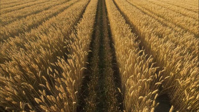 Golden Harvest: A panoramic view of a vast, sun-drenched field of wheat, with rows stretching towards the horizon. The image embodies nature's bounty and agricultural splendor.