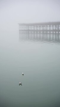 Muelle del Tinto in Huelva, Spain. foggy day. super slow motion. 100fps. vertical video. seagull 