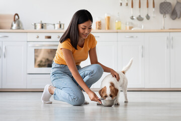 Loving pretty korean lady in casual petting her fluffy dog jack russel terrier while feeding it,...