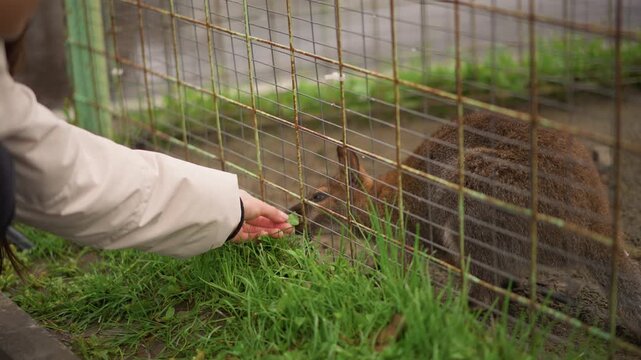 hand feeding small wallaby through fence, volunteer caretaker extends gentle offering while timid marsupial nibbles grass near rusted wire enclosure, green moss and sleeve visible, compassionate zoo