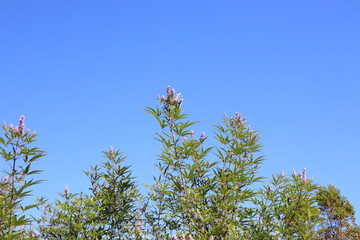 西洋ニンジンボク　チェストツリー
