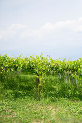 初夏のシャインマスカット畑
