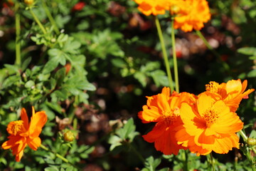 オレンジ色のキバナコスモス　ロードオレンジ　