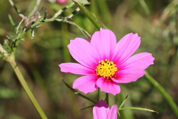 ピンク色のコスモス　ベルサイユ　スペシャル