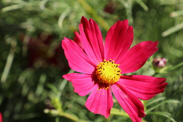 赤いコスモスの花　カサノバ