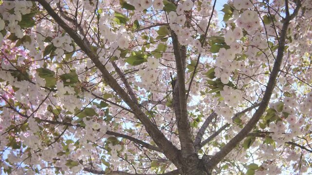 Bottom-up view of cherry blossom in white flowers, circular motion, backlight by sun. White-pink, double flowers of Japanese cherry tree (Prunus serrulata Alba) are in full bloom