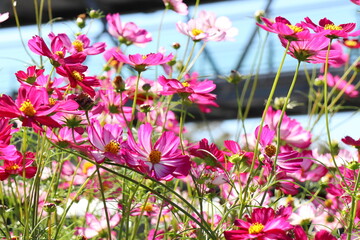 ピンクのコスモス　ダブルクリック　ミックス