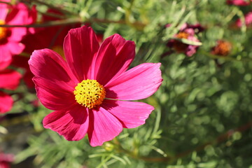 赤いコスモス　カサノバ