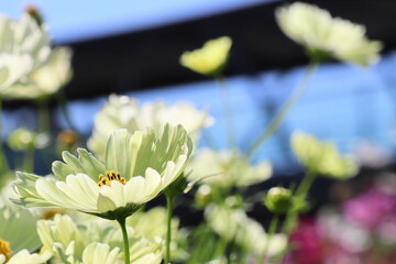 薄黄色のコスモス　イエローキャンパス
