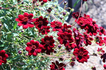 チョコレートコスモス　チョコモカ