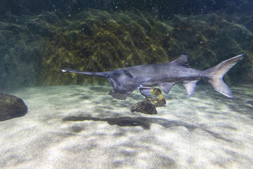 Paddlefish
