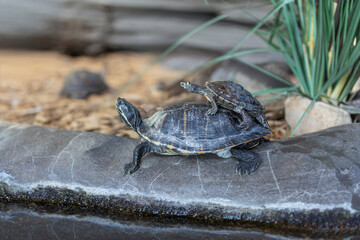 Two freshwater turtles