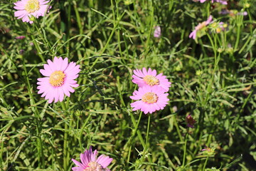 ピンクのコスモス　ピンクポップソックス