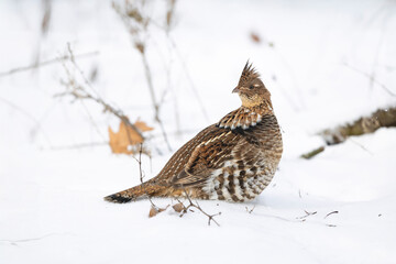 Ruffed grouse in the winter