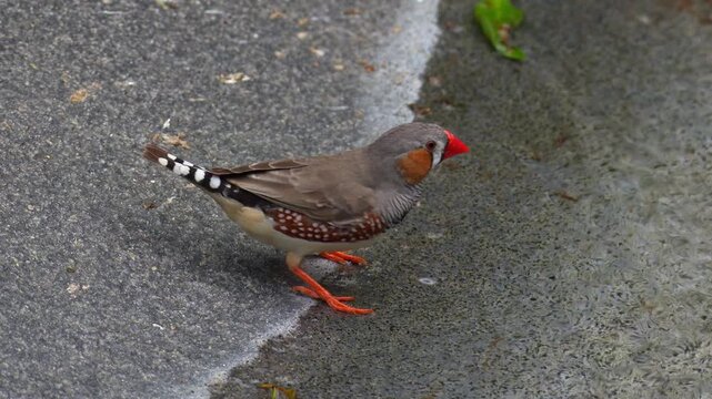 A male zebra finch (Taeniopygia guttata) stands next to the water source, spread its wings and fly away, close up shot.