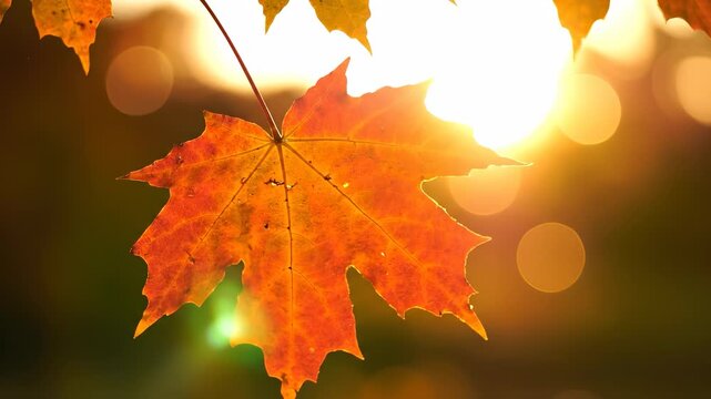The image shows a bright orange leaf against a blurred background of sunlight. The vibrant leaf is illuminated, highlighting its rich autumn colors during the fall season.