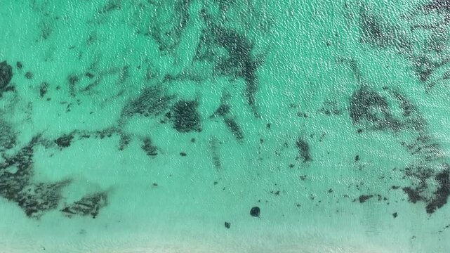 Overhead drone view of manta rays swimming in clear water at Hamelin Bay, Western Australia, revealing graceful marine life in a shallow coastal setting.
