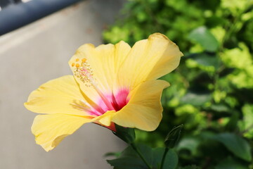 黄色いハイビスカスの花　タオイエロー