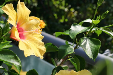 黄色いハイビスカスの花　タオイエロー