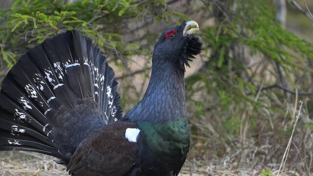 Slow motion close up of male Western Capercaillie moving through dried grass with tail erect, courtship behavior