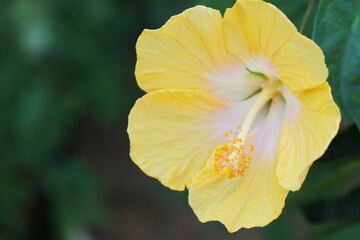黄色いハイビスカスの花　サマーイエロー