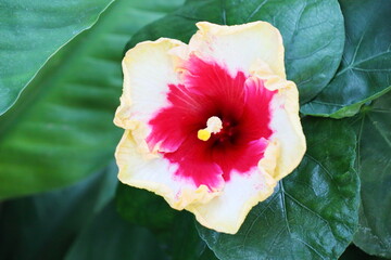縁が黄色くて中央が赤いハイビスカスの花　ルッキーザット