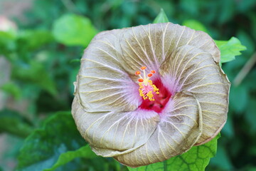 グレーの花を咲かせるハイビスカス　グスク