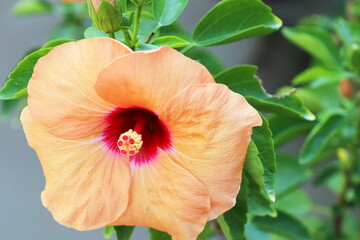 杏色のハイビスカス　アドニスアプリコット