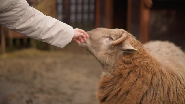 Sheep petting scene, Closeup of gentle sheep interaction, Calm moment of caring for fluffy sheep in rustic setting, Patiently petting woolly lamb in muddy barnyard during autumn afternoons