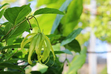 イランイランノキの変わった黄緑色の花