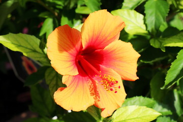 オレンジ色のハイビスカス　レゲエブリーズ