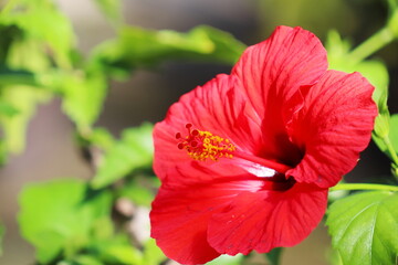 赤色のハイビスカスの花　レッドスター