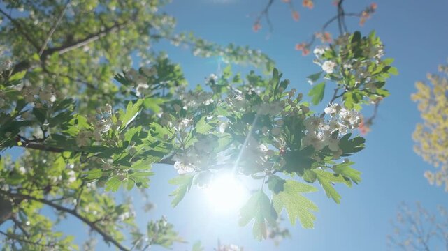 Branch of a blossoming hawthorn tree, covered with white flowers, buds, and green leaves, sways in the wind against a blue sky on a bright sunny day, in backlit by the sun, bottom-up view