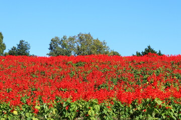 青空と真っ赤なサルビア畑