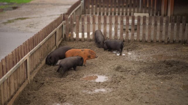 Animals exploring wet rural land, Three pigs wallowing near aged fencing, Wild pigs enjoy mud and water on farm ground, Pig trio forages and baths in damp soil beside rustic wooden barriers