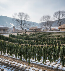 시래기 말리는 모습
