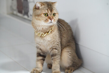 Stylish cat with golden chain necklace sits gracefully on tiled floor, showcasing its unique fur pattern and expressive eyes. elegant pose adds touch of charm to scene