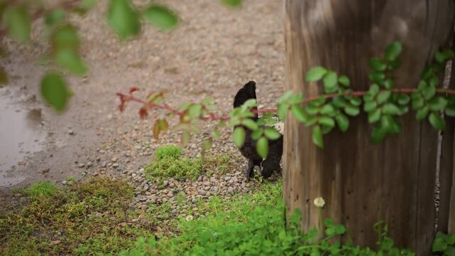 rooster struts near wooden post, puddled gravel and green foliage framing scene, overcast light softening colors, red comb and glossy black plumage, solitary walk with gentle pecking, cinematic rustic