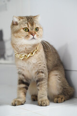 Stylish cat with golden chain necklace poses elegantly against white background, showcasing its unique fur pattern and expressive eyes. This feline exudes charm and personality