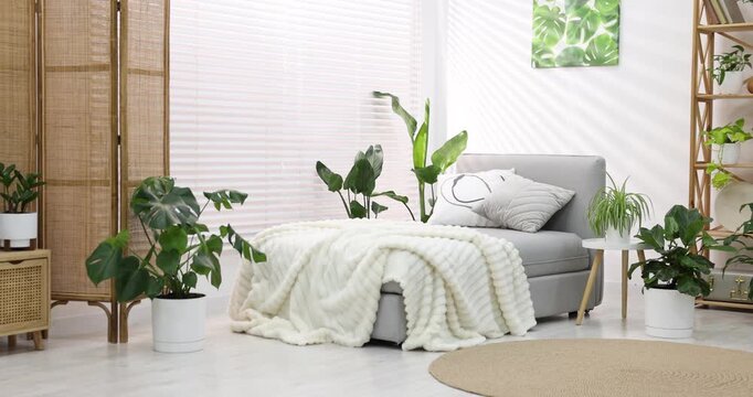 Different beautiful houseplants in pots and daybed indoors, camera moving left