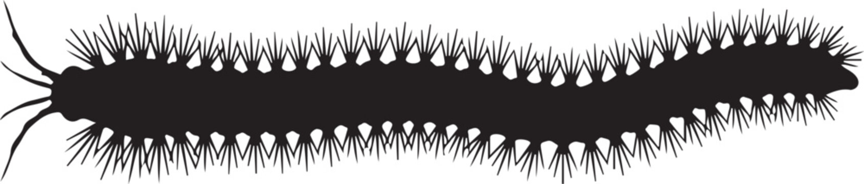 Bristle Worm Silhouette on White Background