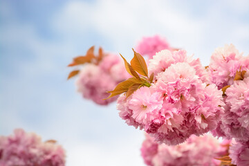 A branch with an inflorescence of pink sakura flowers against a light sky